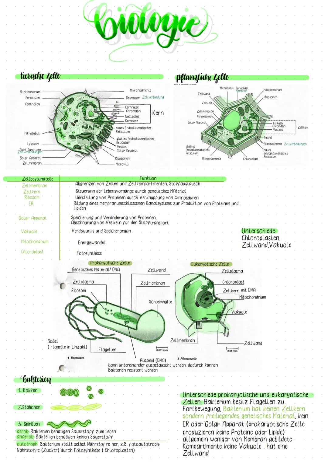 tierische Zelle
Mitochondrium
Peroxisom
Centriolen
Mikrotubuli
Lysosom
Zeight Junctions
Golgi- Apparat
Zellmembran.
Zellbestandteile
Zellmem