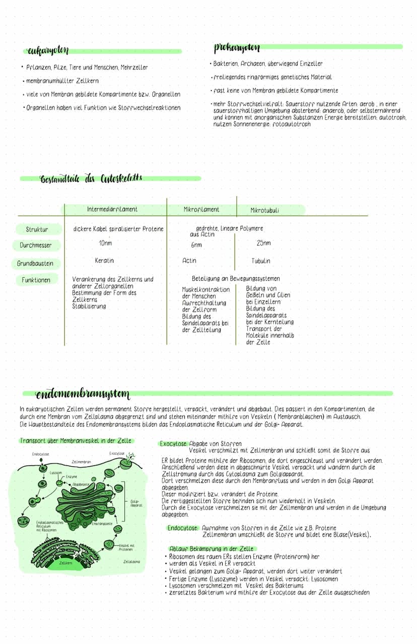 tierische Zelle
Mitochondrium
Peroxisom
Centriolen
Mikrotubuli
Lysosom
Zeight Junctions
Golgi- Apparat
Zellmembran.
Zellbestandteile
Zellmem