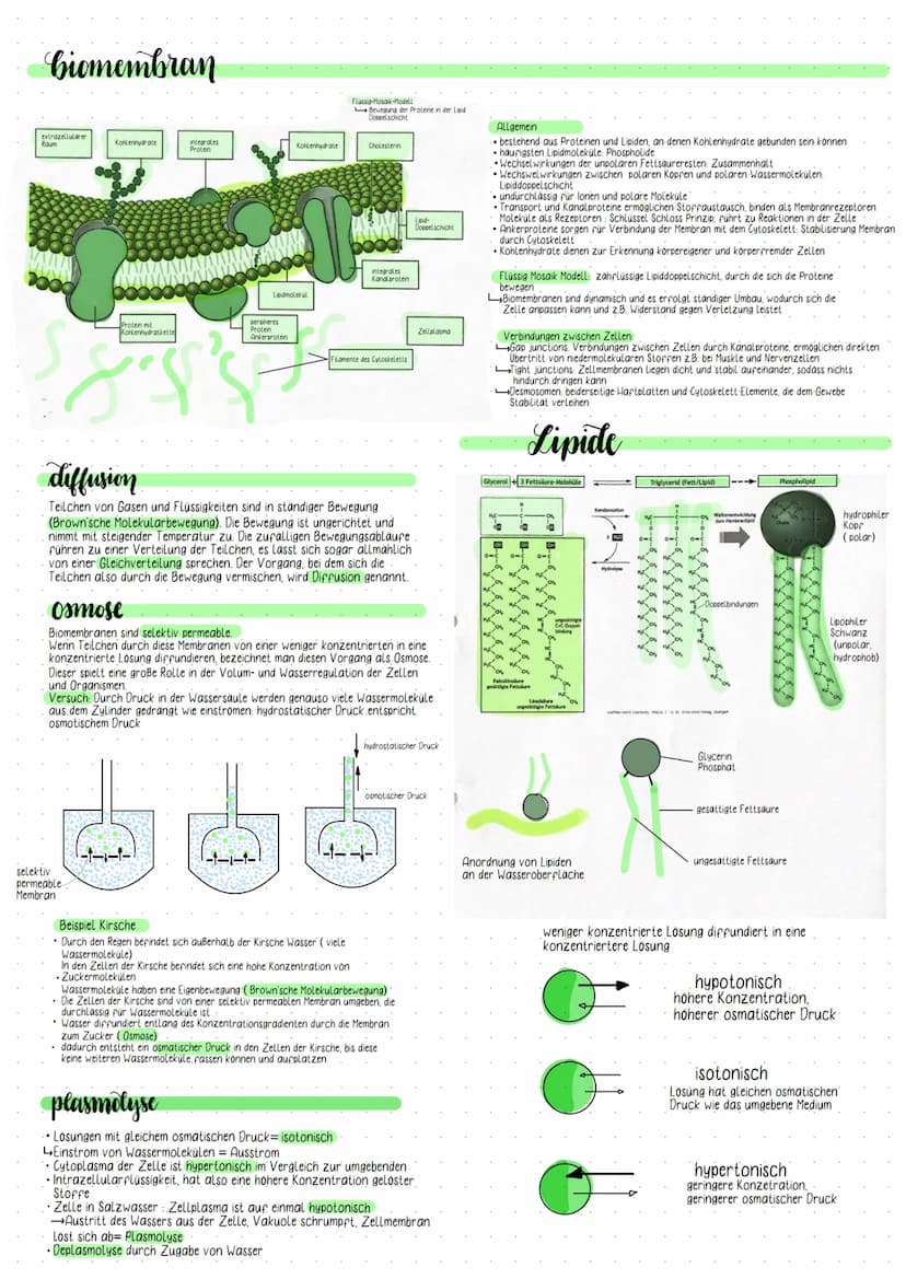 tierische Zelle
Mitochondrium
Peroxisom
Centriolen
Mikrotubuli
Lysosom
Zeight Junctions
Golgi- Apparat
Zellmembran.
Zellbestandteile
Zellmem