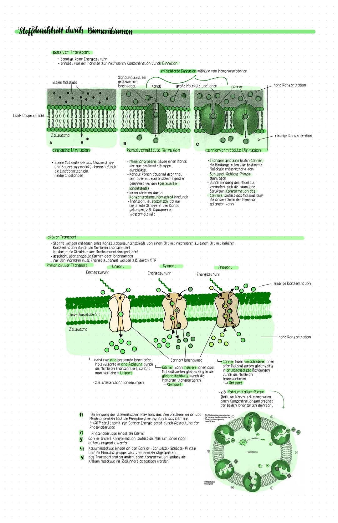 tierische Zelle
Mitochondrium
Peroxisom
Centriolen
Mikrotubuli
Lysosom
Zeight Junctions
Golgi- Apparat
Zellmembran.
Zellbestandteile
Zellmem