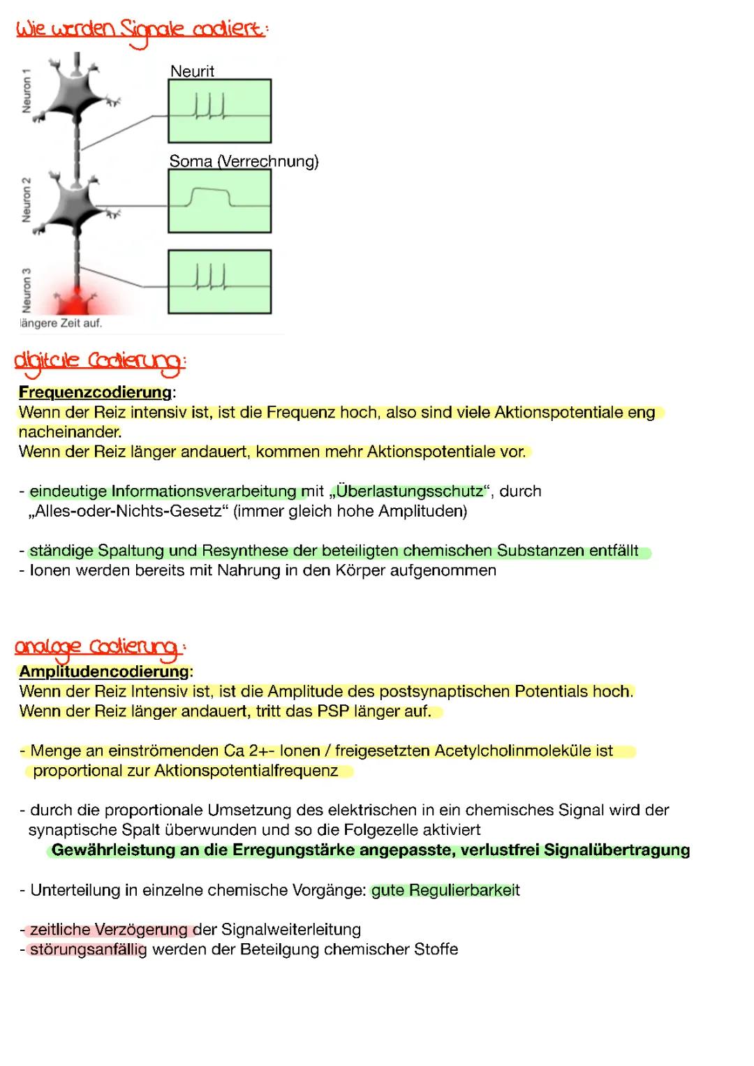 Wie Nervenzellen Signale codieren: Frequenz, Amplitude und Synapsen einfach erklärt