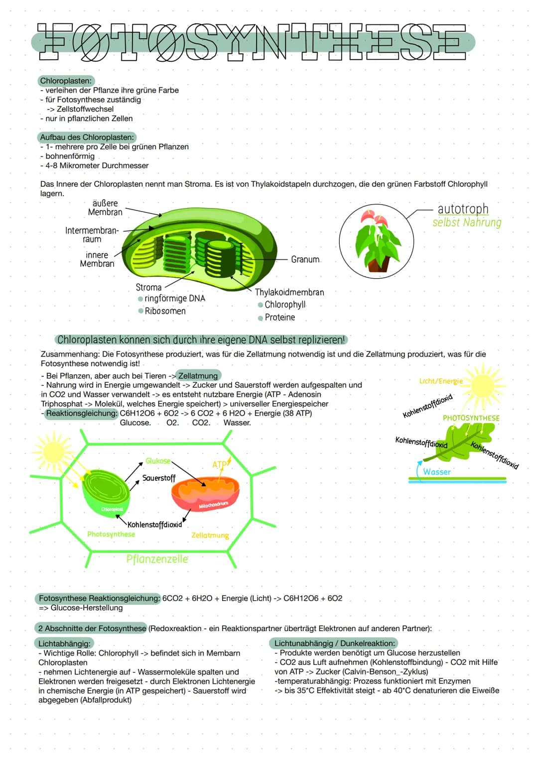 FØTØSYNTHESE
Chloroplasten:
- verleihen der Pflanze ihre grüne Farbe
- für Fotosynthese zuständig
-> Zellstoffwechsel
- nur in pflanzlichen 