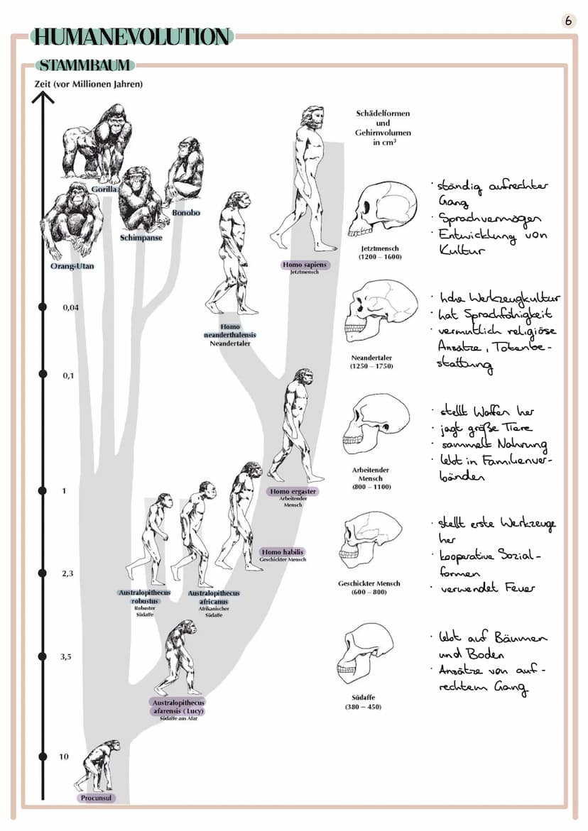 Evolution
Lehre der Entwicklung von Lebewesen
EVOLUTIONSTHEORIEN
CARL VON LINNÉ
1707 1778
Begründer der Systematik (Schöpfung durch Gott)
ve