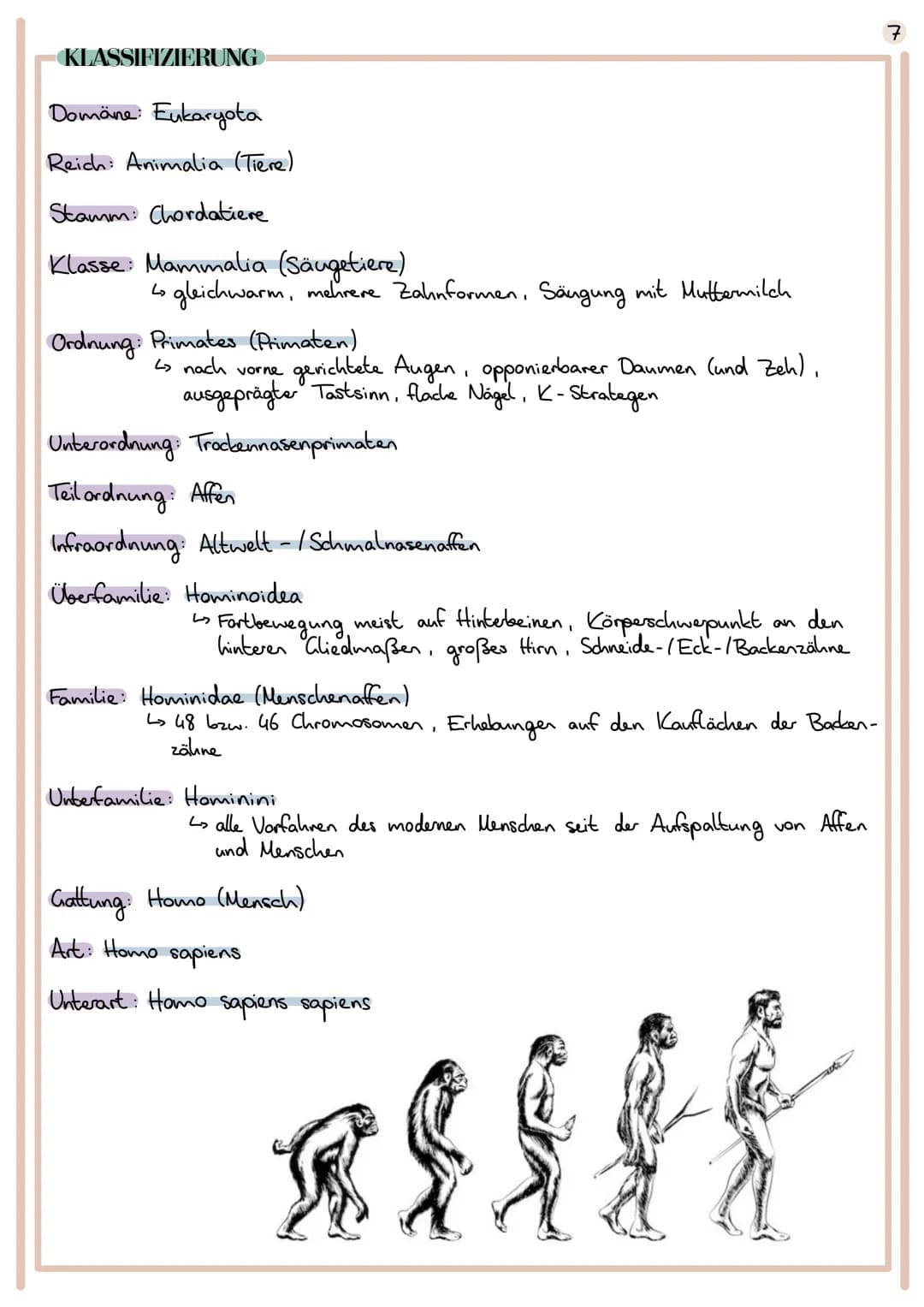Evolution
Lehre der Entwicklung von Lebewesen
EVOLUTIONSTHEORIEN
CARL VON LINNÉ
1707 1778
Begründer der Systematik (Schöpfung durch Gott)
ve