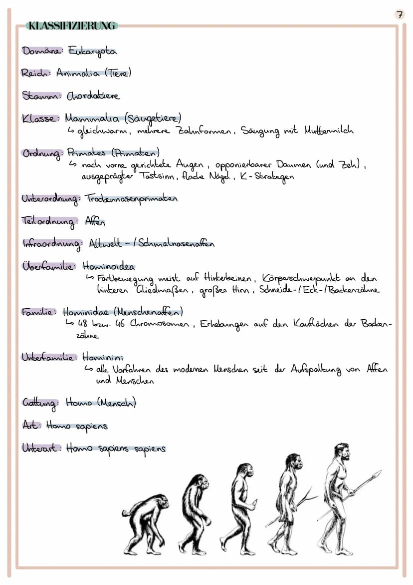 Evolution
Lehre der Entwicklung von Lebewesen
EVOLUTIONSTHEORIEN
CARL VON LINNÉ
1707 1778
Begründer der Systematik (Schöpfung durch Gott)
ve