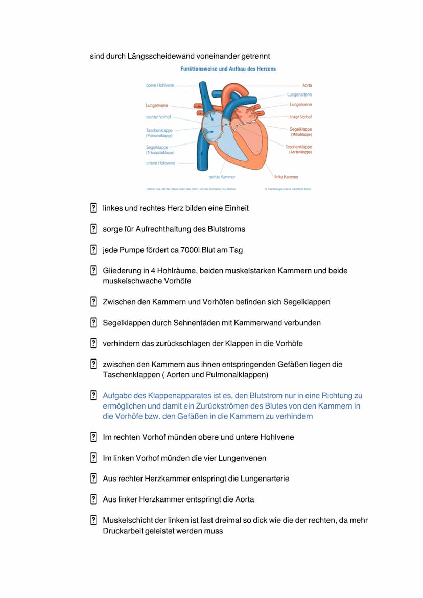 Allgemeine Informationen- Herz und Herz-Kreislaufsystem
Grundlagen Herzkreislaufsystem
verbindet alle Körperorgane zu einer funktionellen Ei