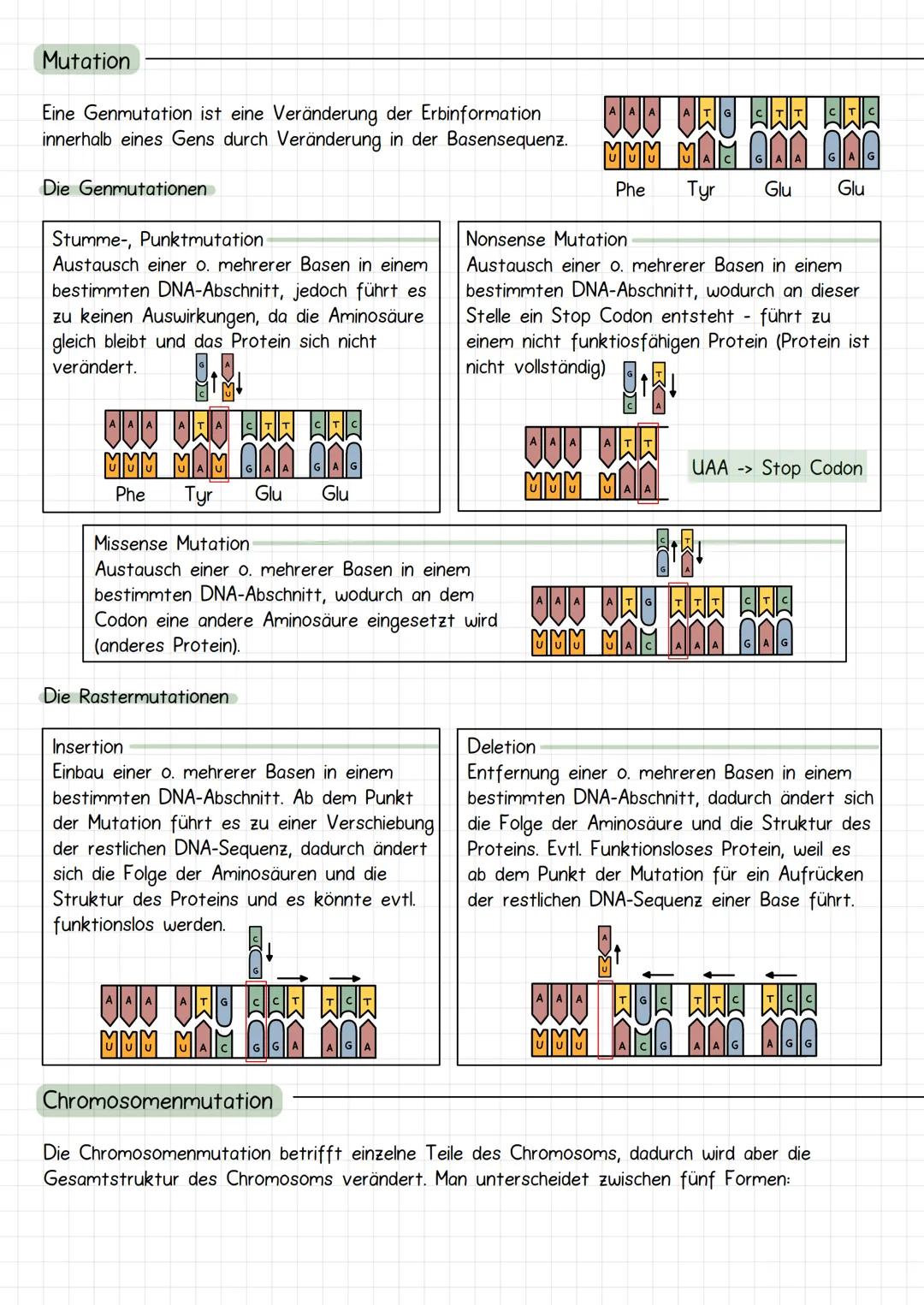 Gencit
Prokaryoten und Eukaryoten
Organellen: ohne, mit einfacher
und mit Doppel Membran
Eucyte
Prozyte
Grundeinheit alles
Lebendigen
Prozyt