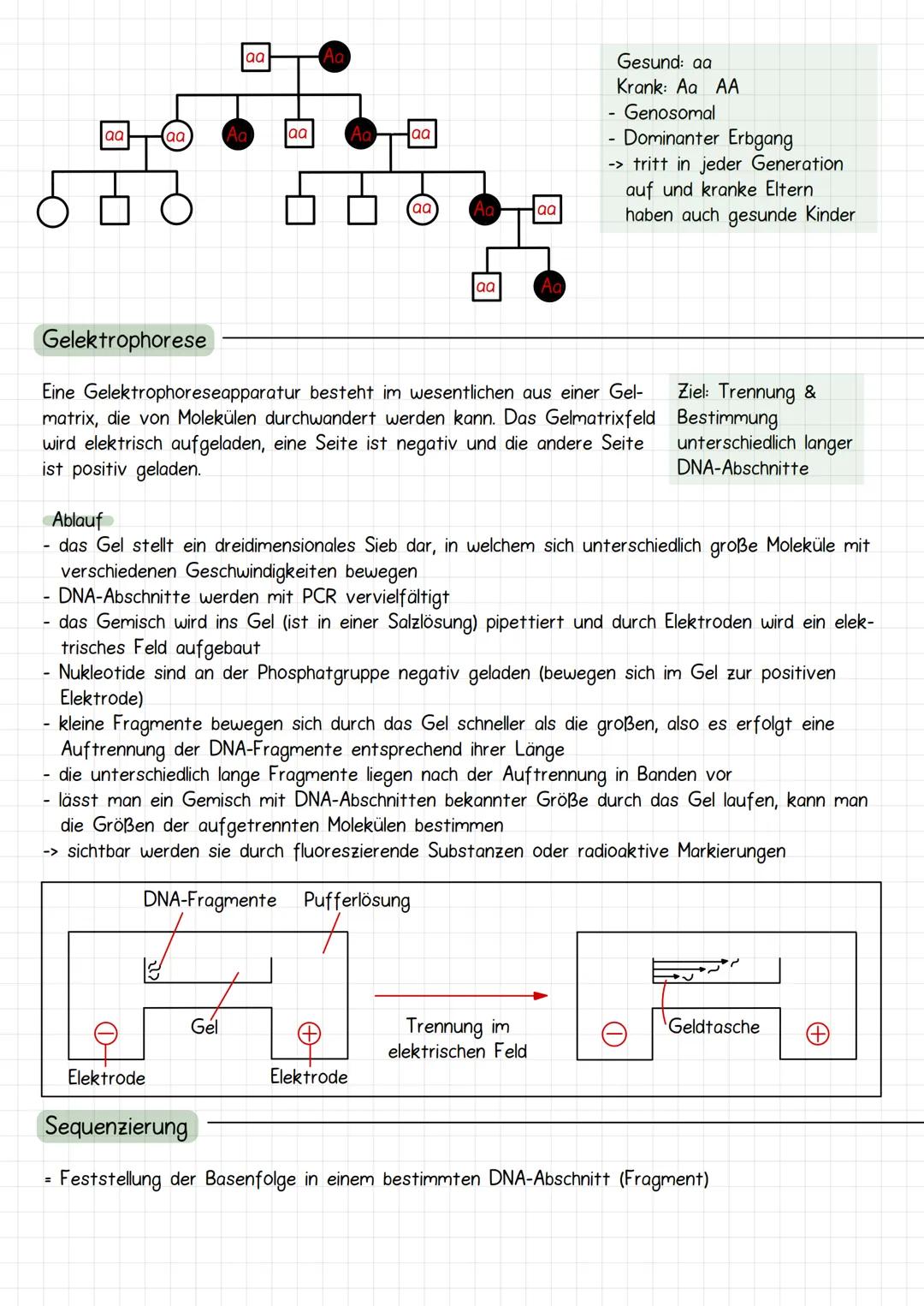 Gencit
Prokaryoten und Eukaryoten
Organellen: ohne, mit einfacher
und mit Doppel Membran
Eucyte
Prozyte
Grundeinheit alles
Lebendigen
Prozyt