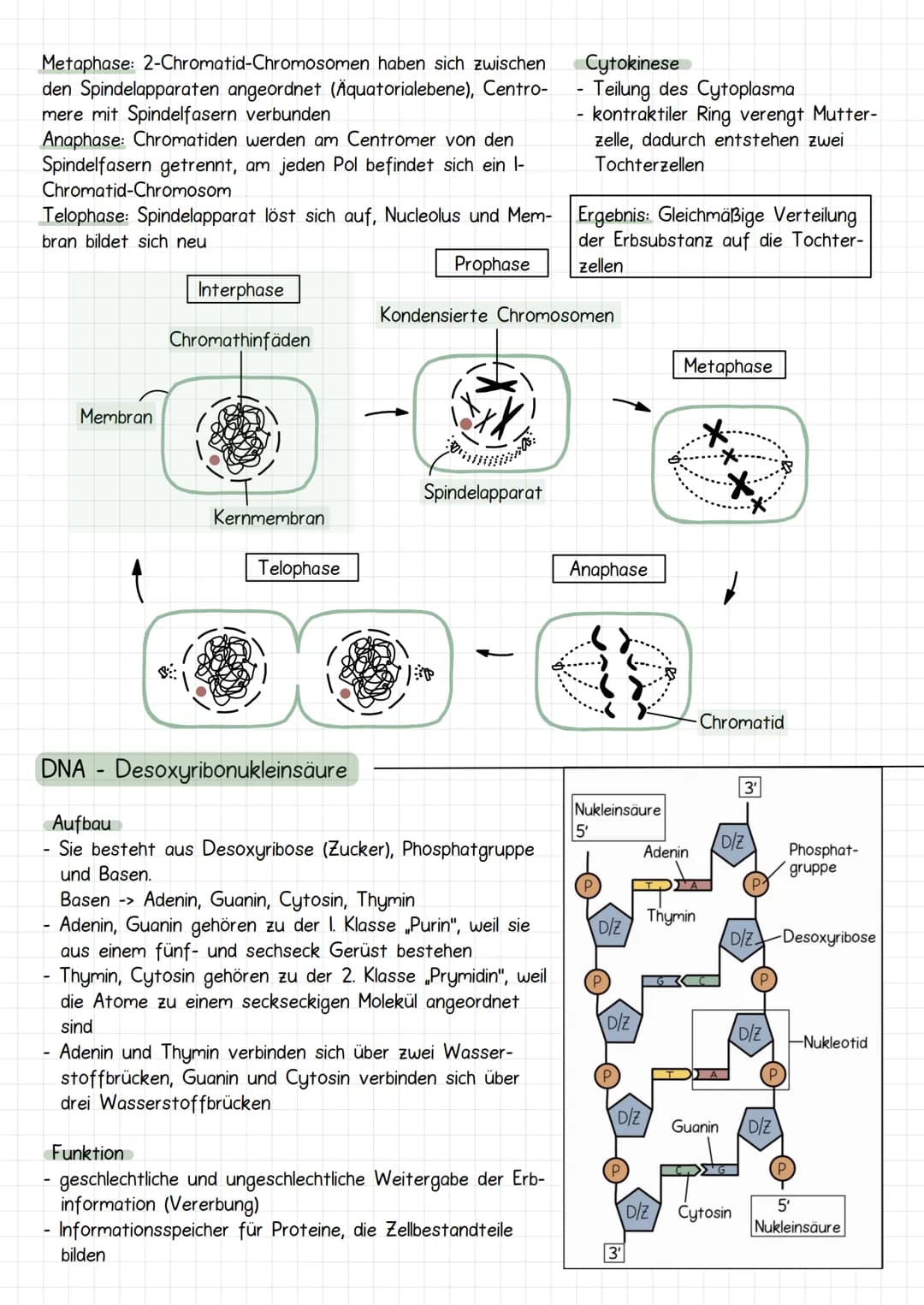 Gencit
Prokaryoten und Eukaryoten
Organellen: ohne, mit einfacher
und mit Doppel Membran
Eucyte
Prozyte
Grundeinheit alles
Lebendigen
Prozyt