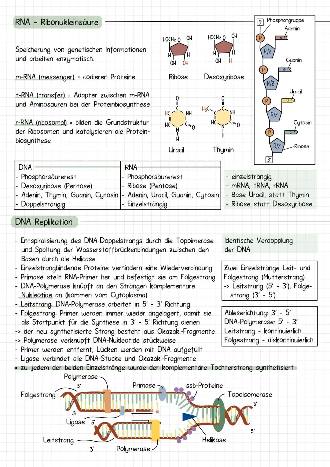 Gencit
Prokaryoten und Eukaryoten
Organellen: ohne, mit einfacher
und mit Doppel Membran
Eucyte
Prozyte
Grundeinheit alles
Lebendigen
Prozyt