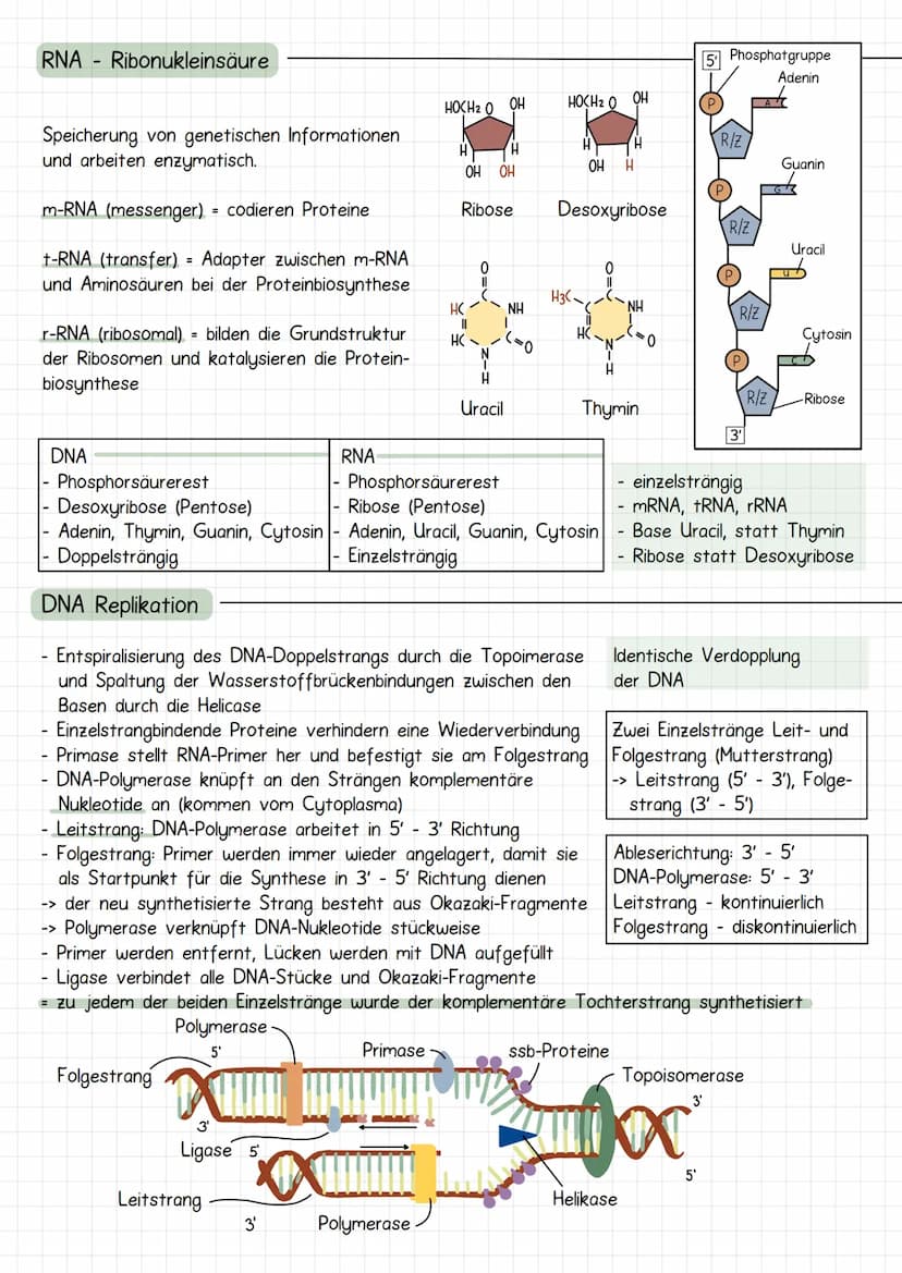 Gencit
Prokaryoten und Eukaryoten
Organellen: ohne, mit einfacher
und mit Doppel Membran
Eucyte
Prozyte
Grundeinheit alles
Lebendigen
Prozyt