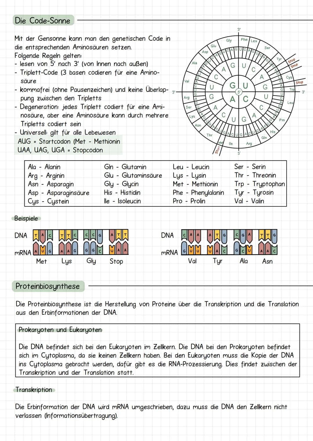 Gencit
Prokaryoten und Eukaryoten
Organellen: ohne, mit einfacher
und mit Doppel Membran
Eucyte
Prozyte
Grundeinheit alles
Lebendigen
Prozyt