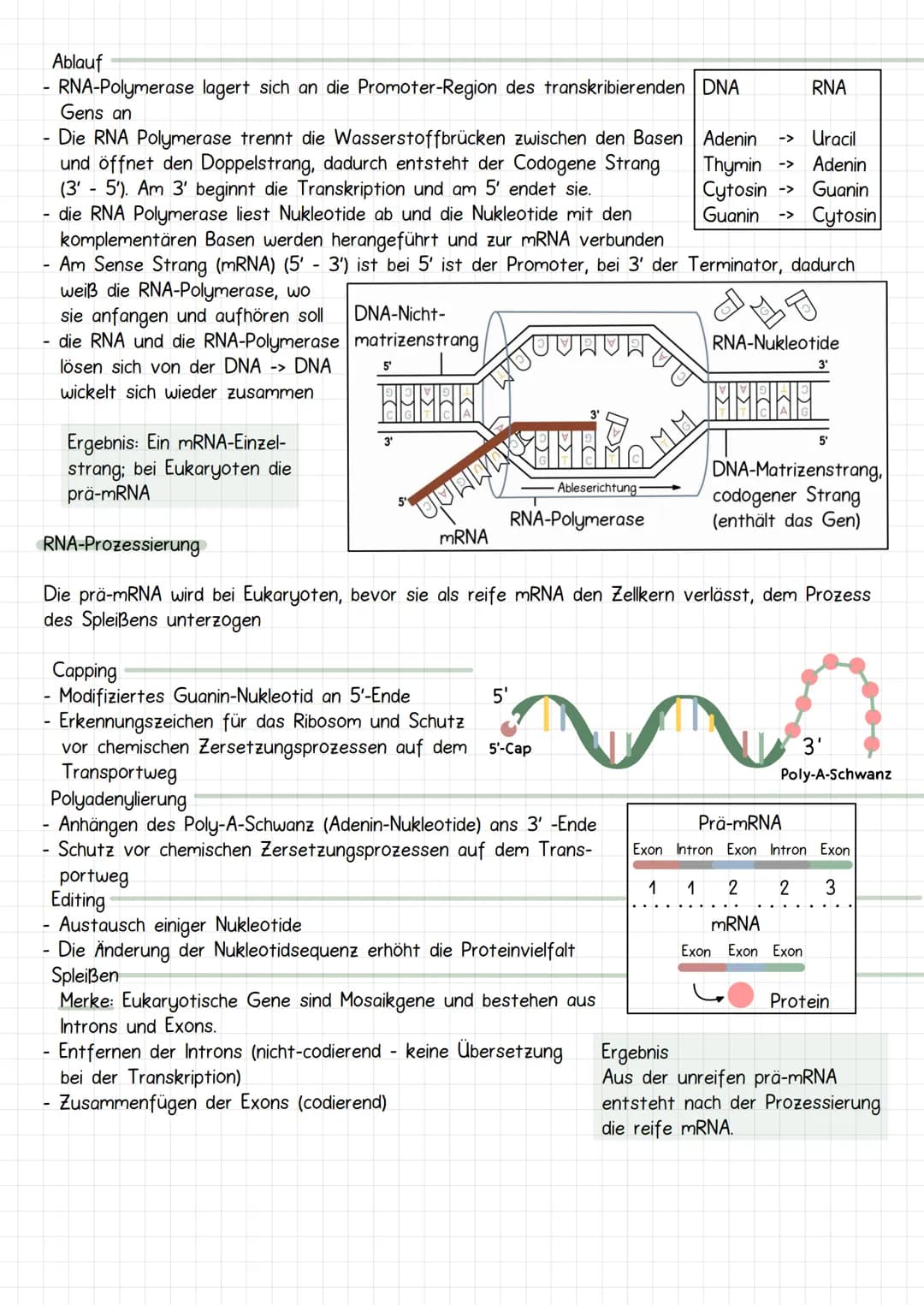 Gencit
Prokaryoten und Eukaryoten
Organellen: ohne, mit einfacher
und mit Doppel Membran
Eucyte
Prozyte
Grundeinheit alles
Lebendigen
Prozyt