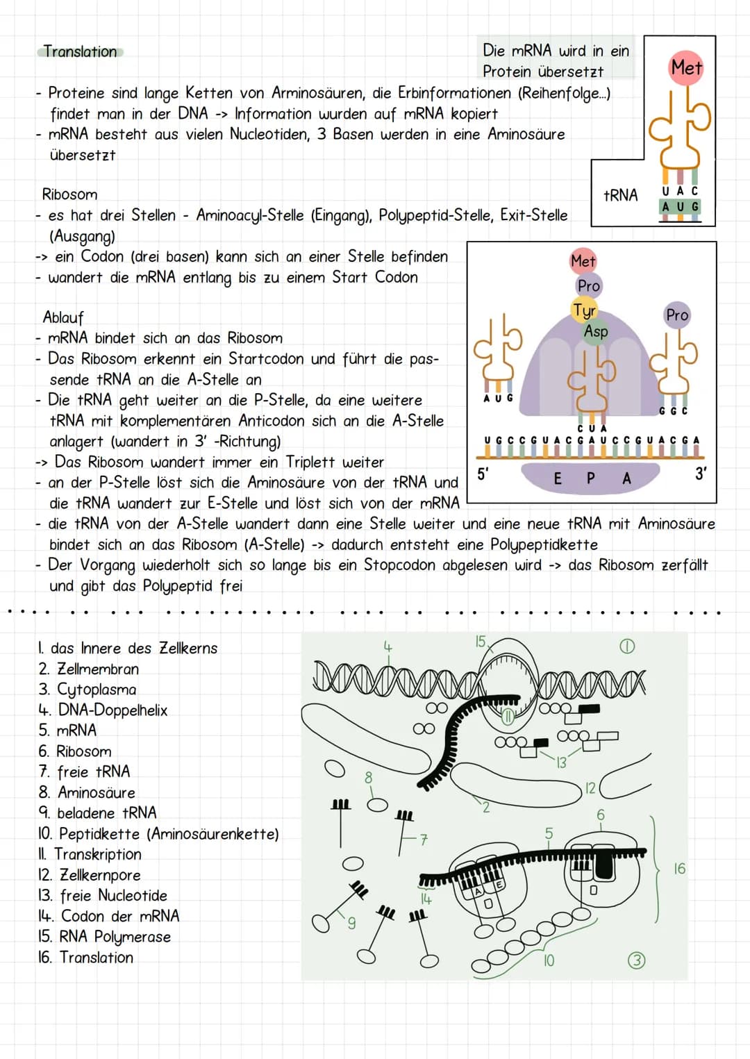 Gencit
Prokaryoten und Eukaryoten
Organellen: ohne, mit einfacher
und mit Doppel Membran
Eucyte
Prozyte
Grundeinheit alles
Lebendigen
Prozyt