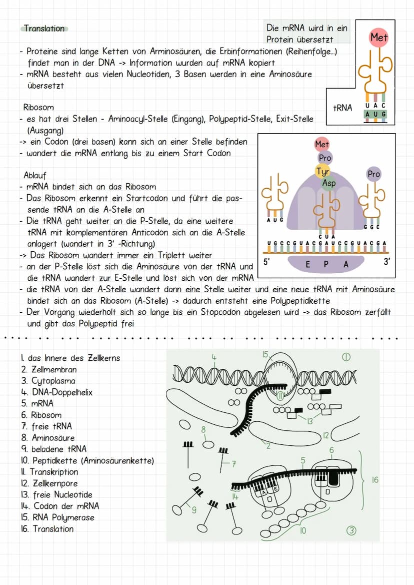 Gencit
Prokaryoten und Eukaryoten
Organellen: ohne, mit einfacher
und mit Doppel Membran
Eucyte
Prozyte
Grundeinheit alles
Lebendigen
Prozyt