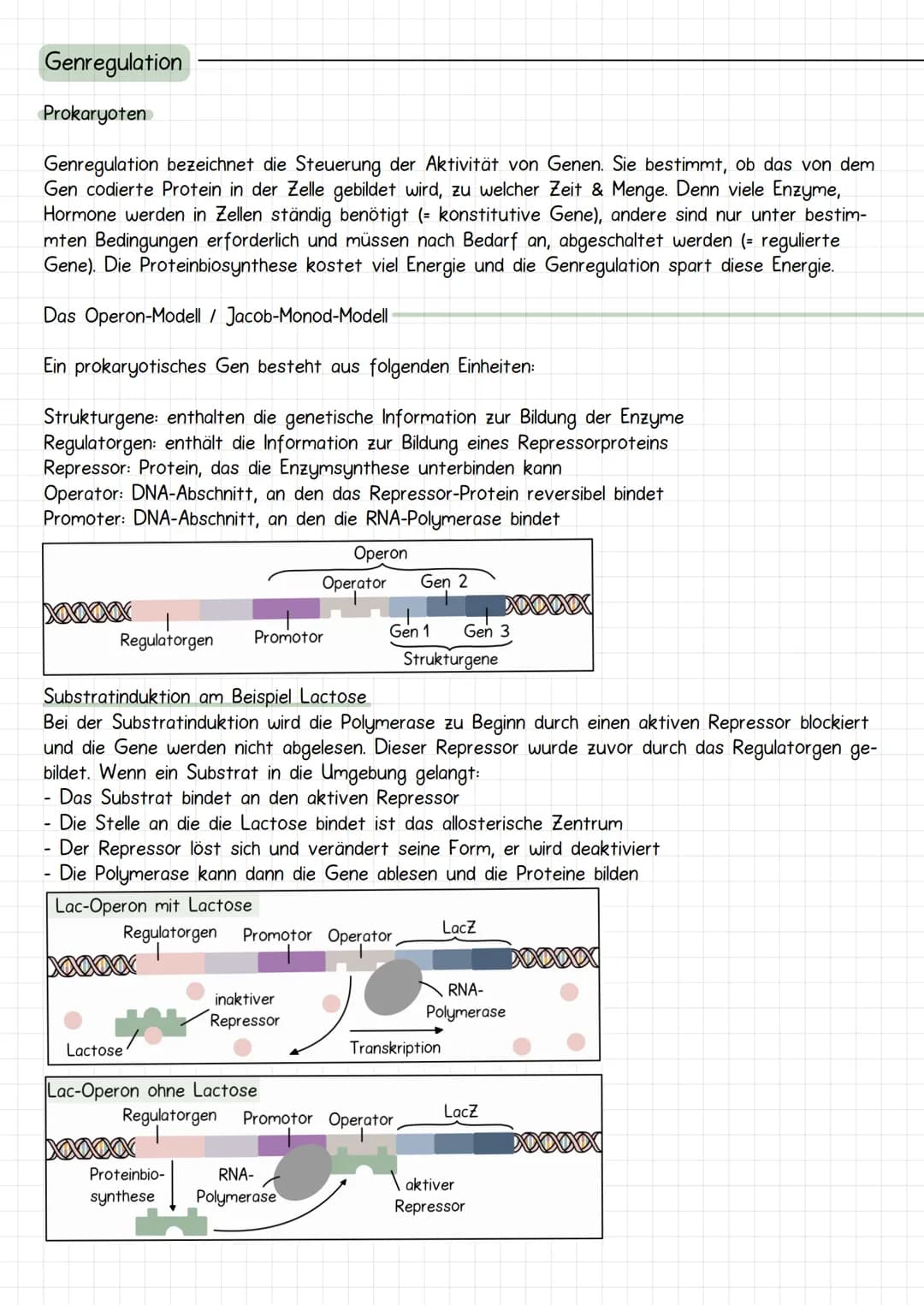 Gencit
Prokaryoten und Eukaryoten
Organellen: ohne, mit einfacher
und mit Doppel Membran
Eucyte
Prozyte
Grundeinheit alles
Lebendigen
Prozyt