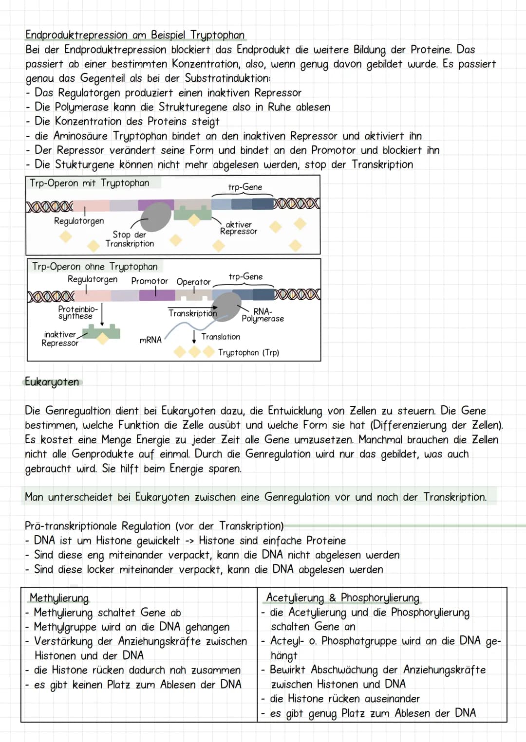 Gencit
Prokaryoten und Eukaryoten
Organellen: ohne, mit einfacher
und mit Doppel Membran
Eucyte
Prozyte
Grundeinheit alles
Lebendigen
Prozyt