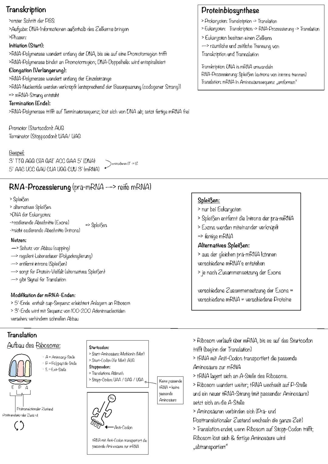 RNA Prozessierung einfach erklärt: Spleißen, Capping und mehr für Prokaryoten