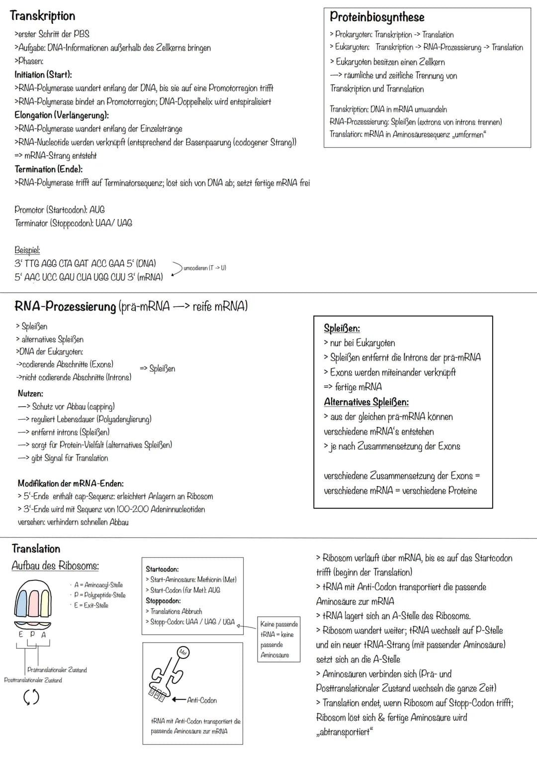 Transkription
>erster Schritt der PBS
>Aufgabe: DNA-Informationen außerhalb des Zellkerns bringen
>Phasen:
Initiation (Start):
>RNA-Polymera