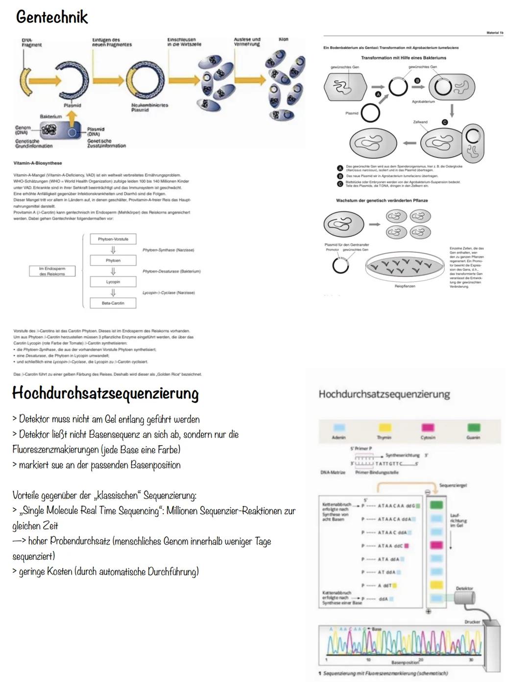 Transkription
>erster Schritt der PBS
>Aufgabe: DNA-Informationen außerhalb des Zellkerns bringen
>Phasen:
Initiation (Start):
>RNA-Polymera