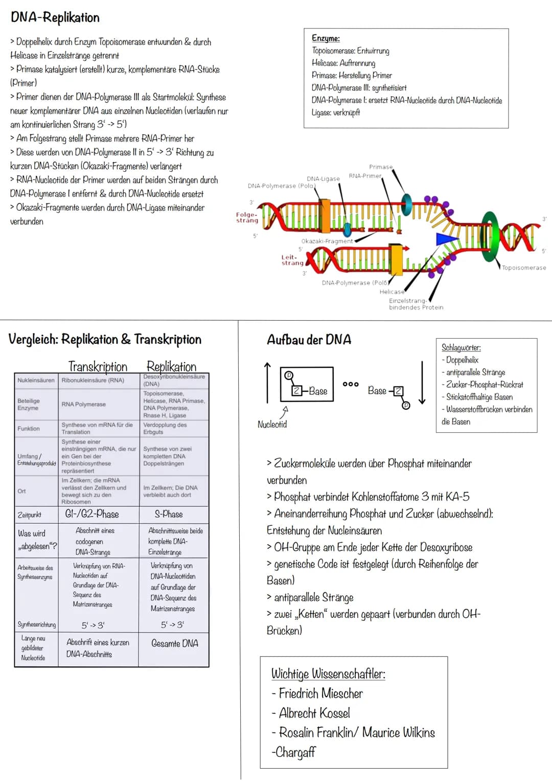 Transkription
>erster Schritt der PBS
>Aufgabe: DNA-Informationen außerhalb des Zellkerns bringen
>Phasen:
Initiation (Start):
>RNA-Polymera