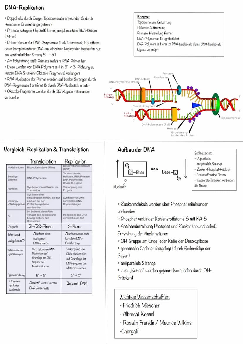 Transkription
>erster Schritt der PBS
>Aufgabe: DNA-Informationen außerhalb des Zellkerns bringen
>Phasen:
Initiation (Start):
>RNA-Polymera