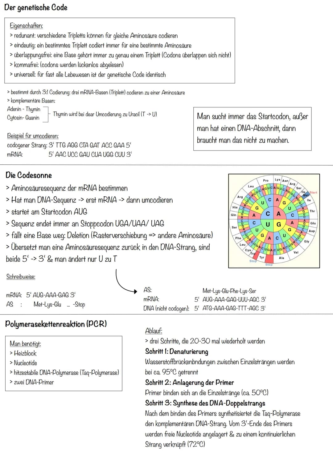 Transkription
>erster Schritt der PBS
>Aufgabe: DNA-Informationen außerhalb des Zellkerns bringen
>Phasen:
Initiation (Start):
>RNA-Polymera