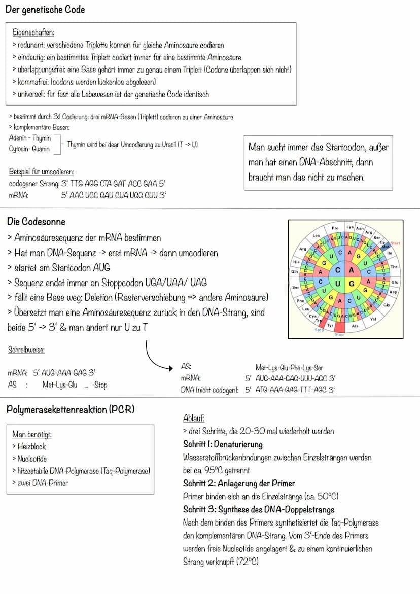 Transkription
>erster Schritt der PBS
>Aufgabe: DNA-Informationen außerhalb des Zellkerns bringen
>Phasen:
Initiation (Start):
>RNA-Polymera