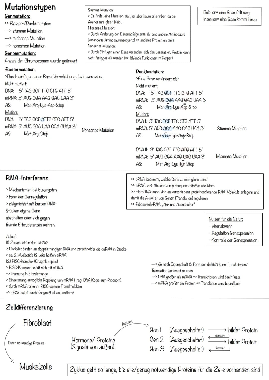 Transkription
>erster Schritt der PBS
>Aufgabe: DNA-Informationen außerhalb des Zellkerns bringen
>Phasen:
Initiation (Start):
>RNA-Polymera