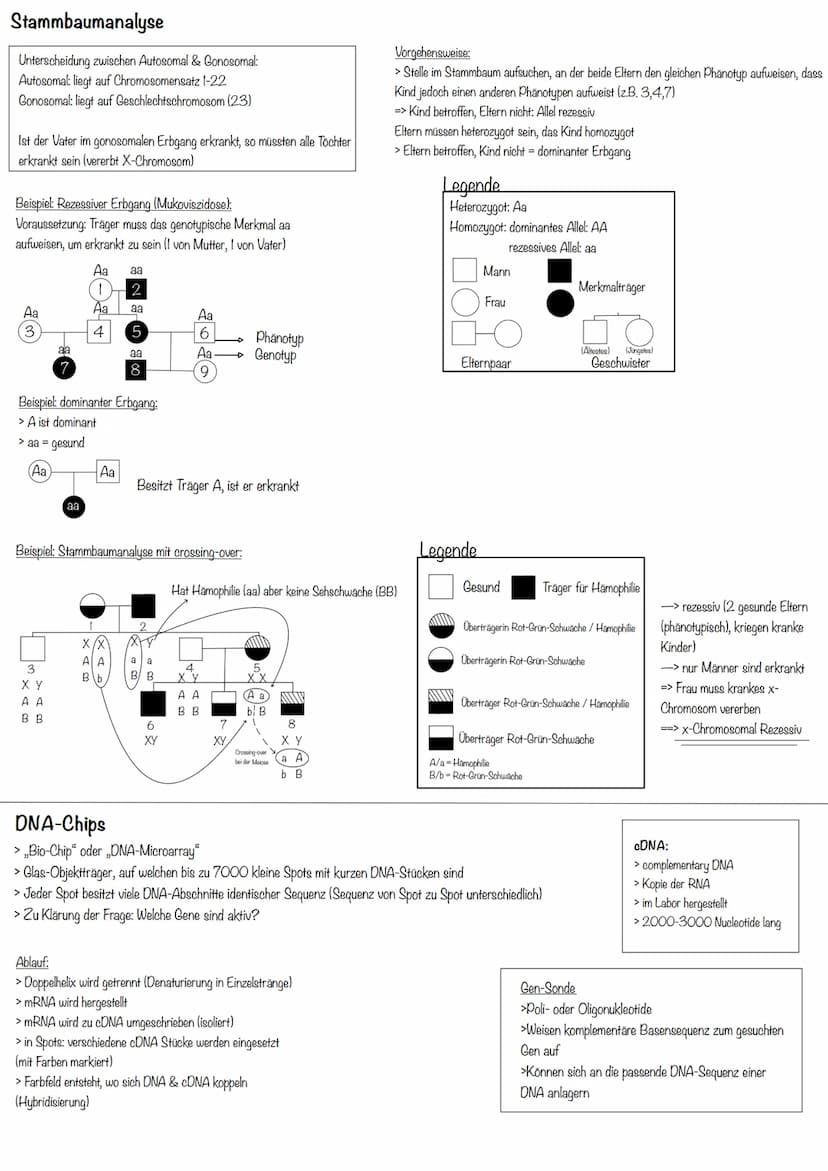 Transkription
>erster Schritt der PBS
>Aufgabe: DNA-Informationen außerhalb des Zellkerns bringen
>Phasen:
Initiation (Start):
>RNA-Polymera