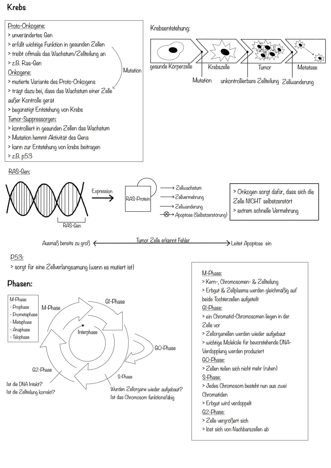 Transkription
>erster Schritt der PBS
>Aufgabe: DNA-Informationen außerhalb des Zellkerns bringen
>Phasen:
Initiation (Start):
>RNA-Polymera