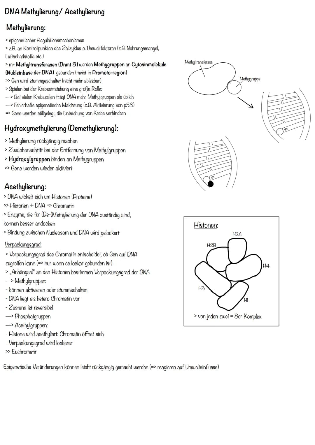 Transkription
>erster Schritt der PBS
>Aufgabe: DNA-Informationen außerhalb des Zellkerns bringen
>Phasen:
Initiation (Start):
>RNA-Polymera