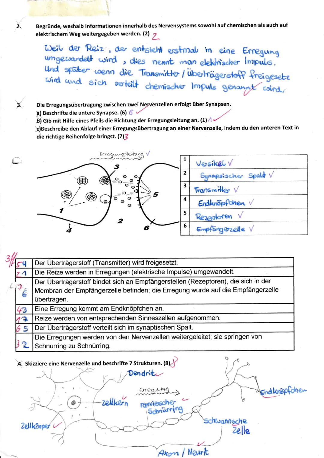 2.
3..
54
21
Begründe, weshalb Informationen innerhalb des Nervensystems sowohl auf chemischen als auch auf
elektrischem Weg weitergegeben w