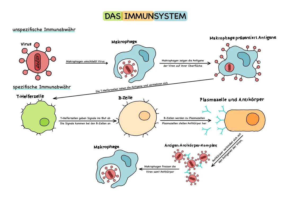 Das Immunsystem 
