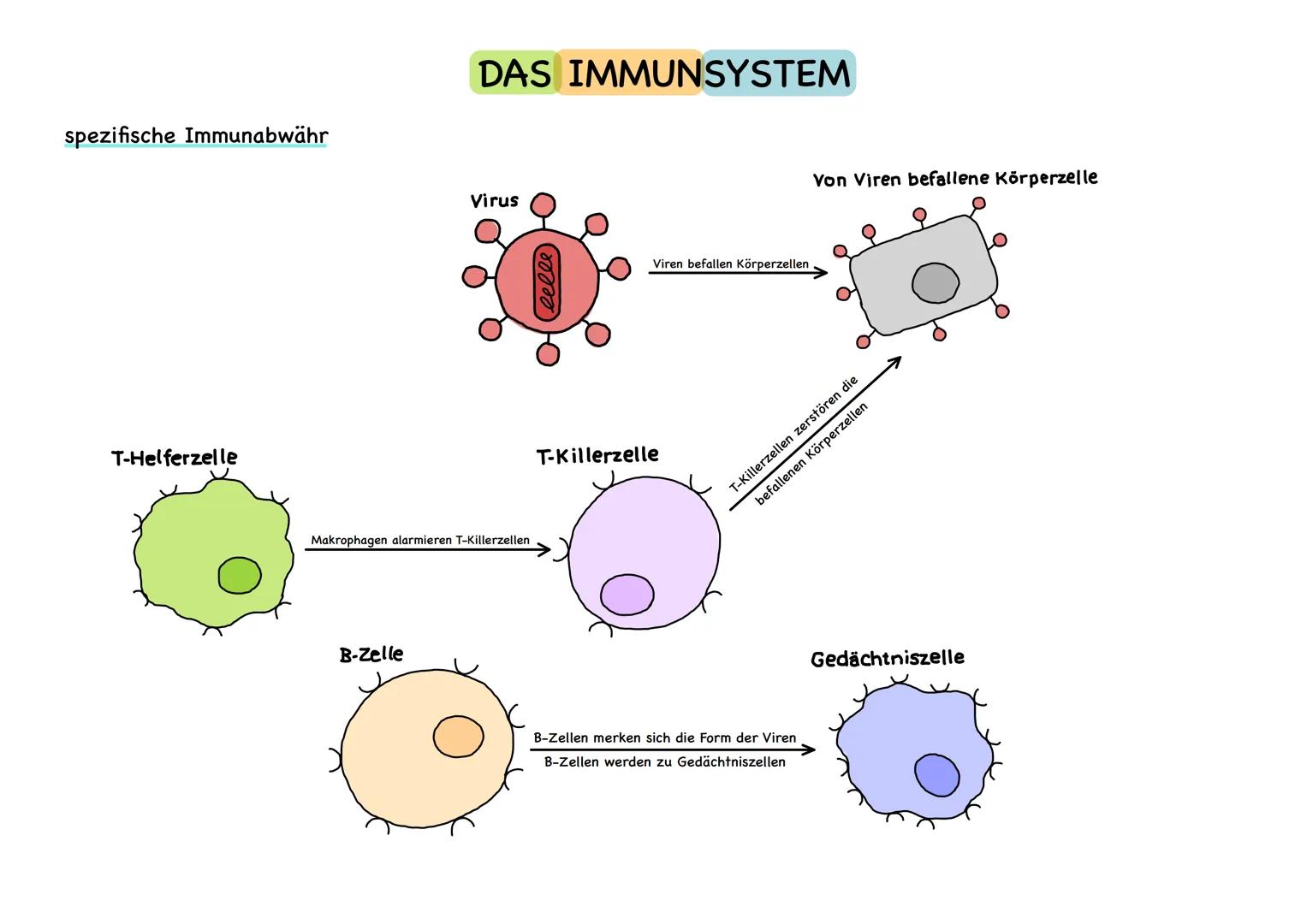 # DAS IMMUNSYSTEM

unspezifische Immunabwähr

Virus

४८

Makrophagen umschließt Virus

spezifische Immunabwähr

T-Helferzelle

Makrophage

M