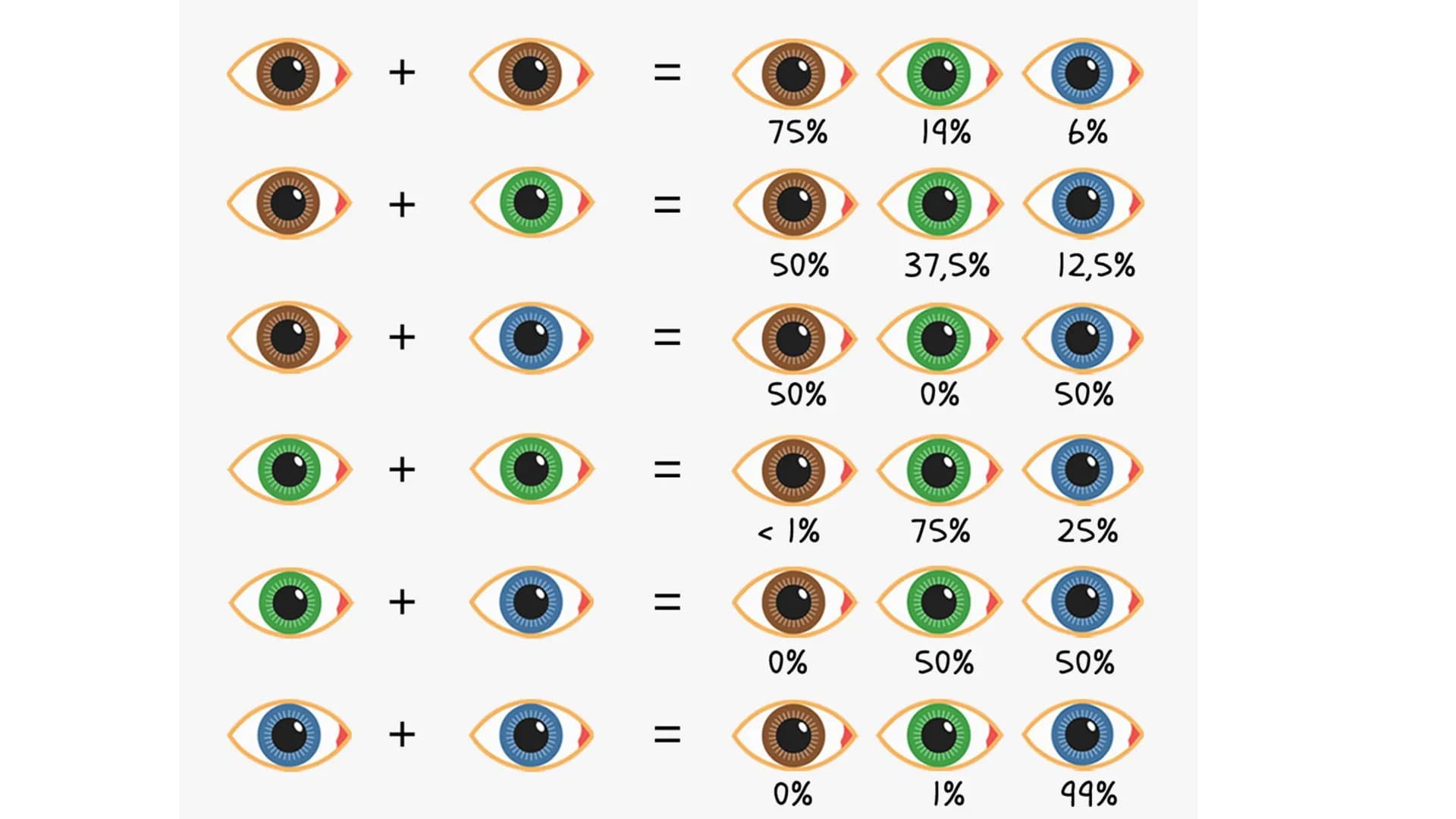  DAS AUGE
Von Kiwi Aufbau des Auges
Bindehaut
Vordere Augenkammer
Hornhaut
Pupille (Öffnung)
Regenbogenhaut (Iris) -
Tränenflüssigkeit
brill