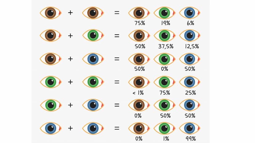  DAS AUGE
Von Kiwi Aufbau des Auges
Bindehaut
Vordere Augenkammer
Hornhaut
Pupille (Öffnung)
Regenbogenhaut (Iris) -
Tränenflüssigkeit
brill
