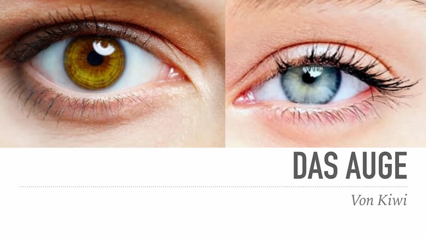  DAS AUGE
Von Kiwi Aufbau des Auges
Bindehaut
Vordere Augenkammer
Hornhaut
Pupille (Öffnung)
Regenbogenhaut (Iris) -
Tränenflüssigkeit
brill