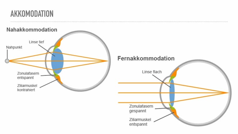  DAS AUGE
Von Kiwi Aufbau des Auges
Bindehaut
Vordere Augenkammer
Hornhaut
Pupille (Öffnung)
Regenbogenhaut (Iris) -
Tränenflüssigkeit
brill