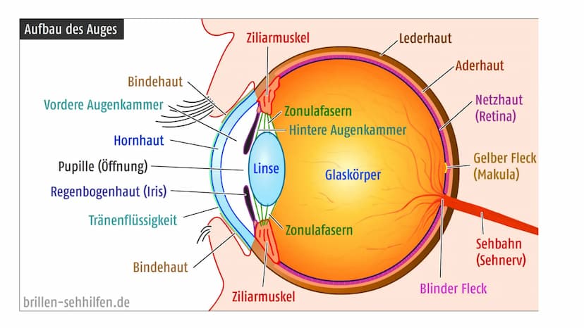  DAS AUGE
Von Kiwi Aufbau des Auges
Bindehaut
Vordere Augenkammer
Hornhaut
Pupille (Öffnung)
Regenbogenhaut (Iris) -
Tränenflüssigkeit
brill