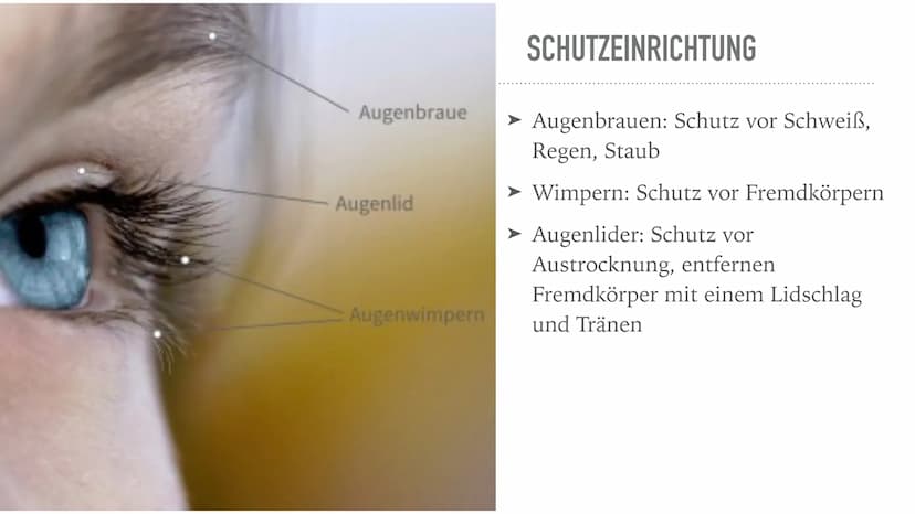  DAS AUGE
Von Kiwi Aufbau des Auges
Bindehaut
Vordere Augenkammer
Hornhaut
Pupille (Öffnung)
Regenbogenhaut (Iris) -
Tränenflüssigkeit
brill