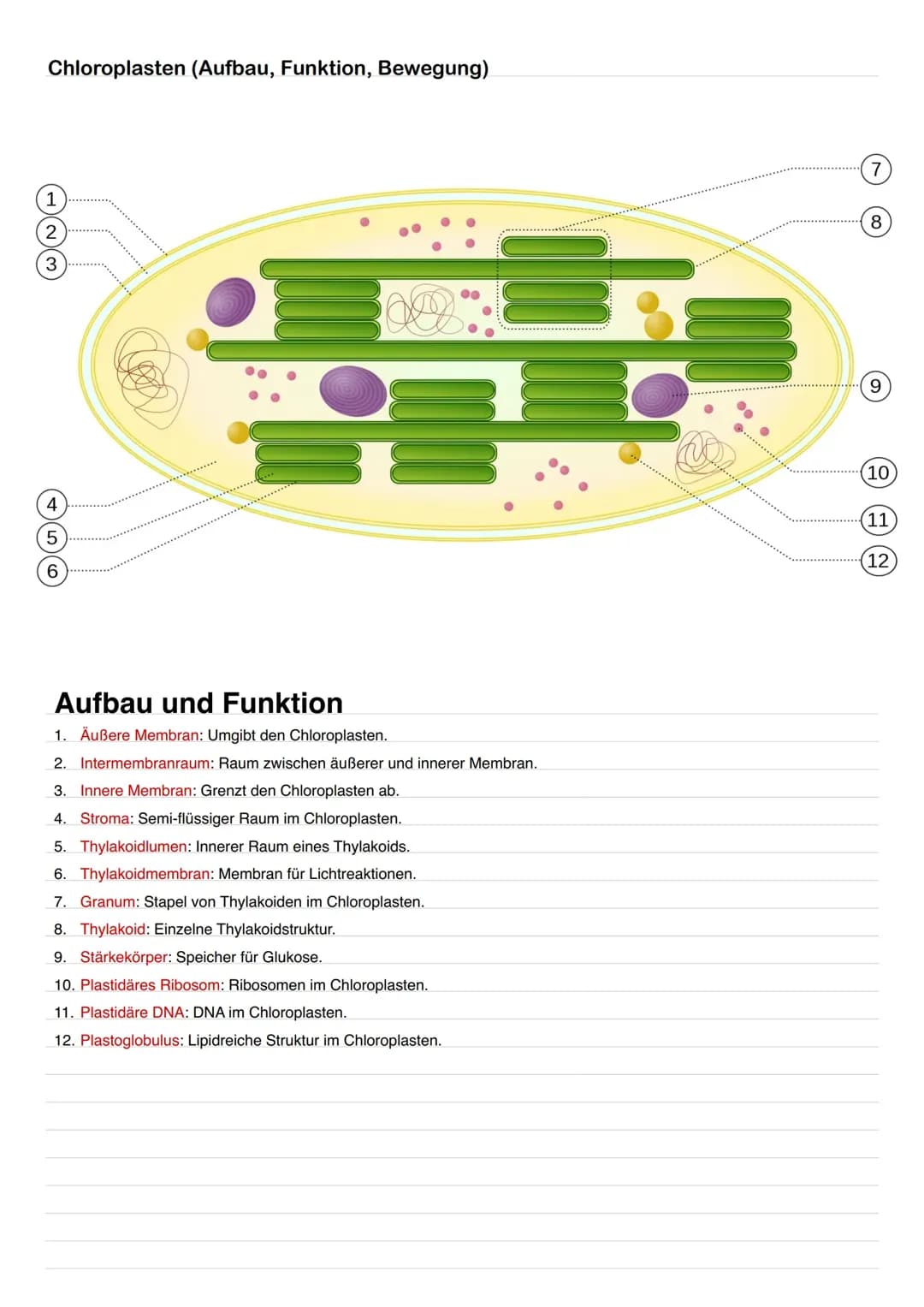 Chloroplasten (Aufbau, Funktion, Bewegung)