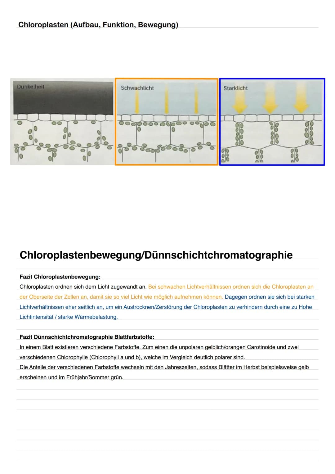 Chloroplasten (Aufbau, Funktion, Bewegung)
1
2
3
4
5
6
2
Aufbau und Funktion
1. Äußere Membran: Umgibt den Chloroplasten.
2. Intermembranrau
