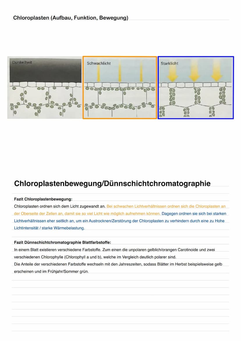 Chloroplasten (Aufbau, Funktion, Bewegung)
1
2
3
4
5
6
2
Aufbau und Funktion
1. Äußere Membran: Umgibt den Chloroplasten.
2. Intermembranrau