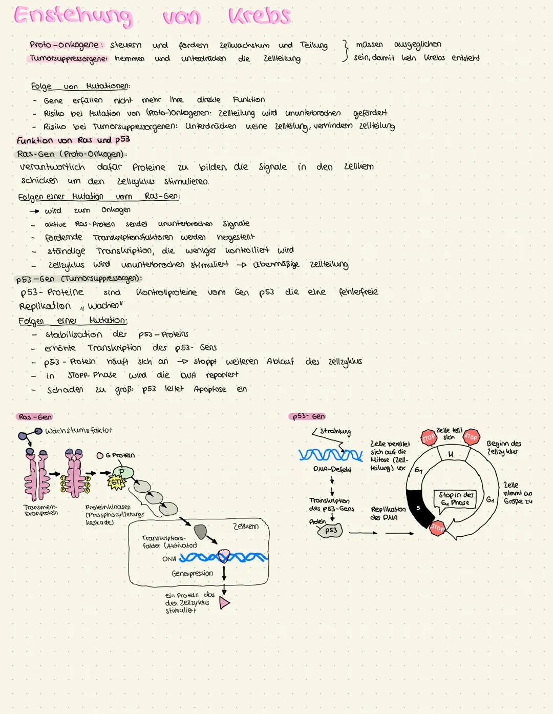 # Enstehung von Krebs

Proto-onkogene steuern und fordern Zellwachstum und Teilung
Tumorsuppressorgene hemmen und unterdrücken die Zellteilu