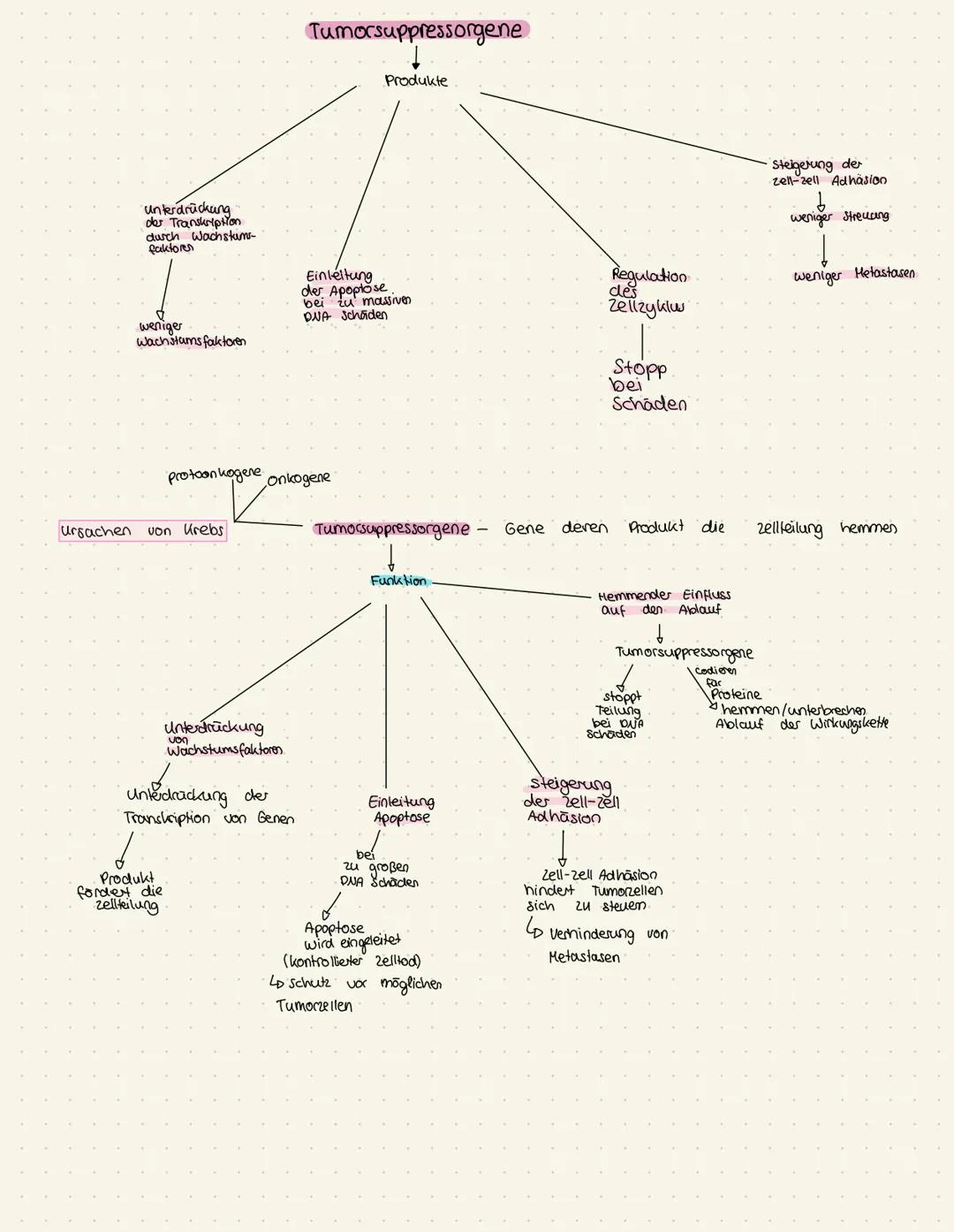 # Enstehung von Krebs

Proto-onkogene steuern und fordern Zellwachstum und Teilung
Tumorsuppressorgene hemmen und unterdrücken die Zellteilu