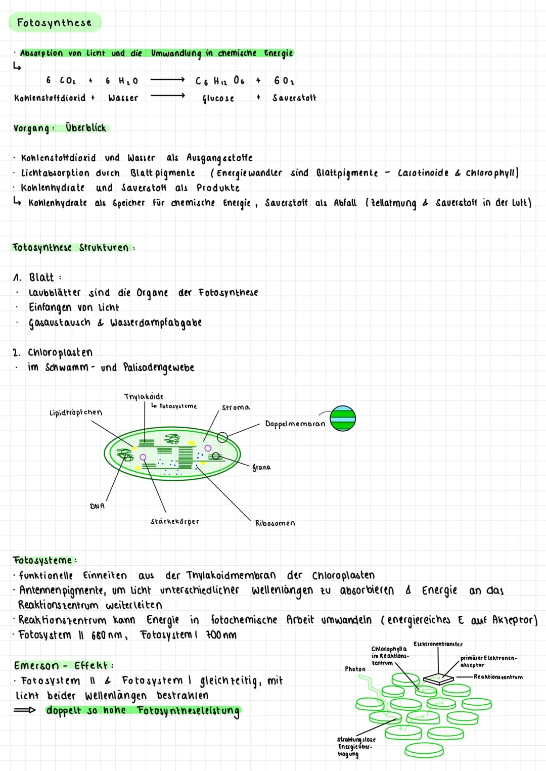 Fotosynthese
• Absorption von Licht und die Umwandlung in chemische Energie
↳
6 CO₂ + 6 H ₂0
Kohlenstoffdioxid + Wasser
Vorgang: Überblick
F