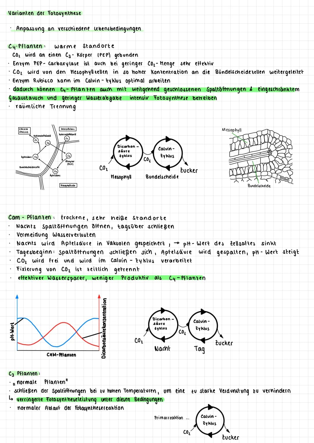Fotosynthese
• Absorption von Licht und die Umwandlung in chemische Energie
↳
6 CO₂ + 6 H ₂0
Kohlenstoffdioxid + Wasser
Vorgang: Überblick
F