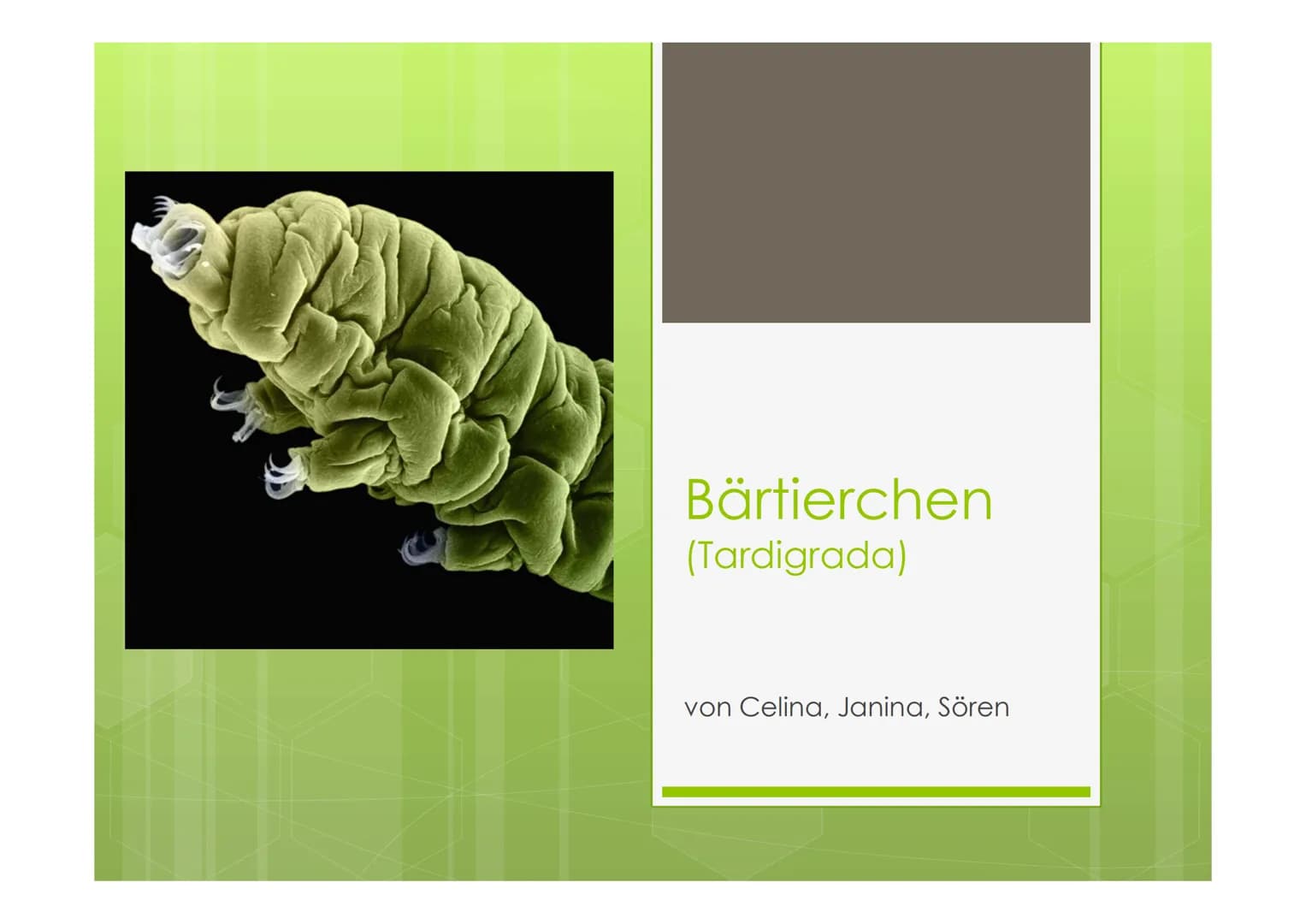 Bärtierchen
(Tardigrada)
von Celina, Janina, Sören Pharynx
Eyespot
Fakten
o 1200 Arten bekannt
o 0,5 mm groß
Körper: Aus 5 Segmenten
Cerebra