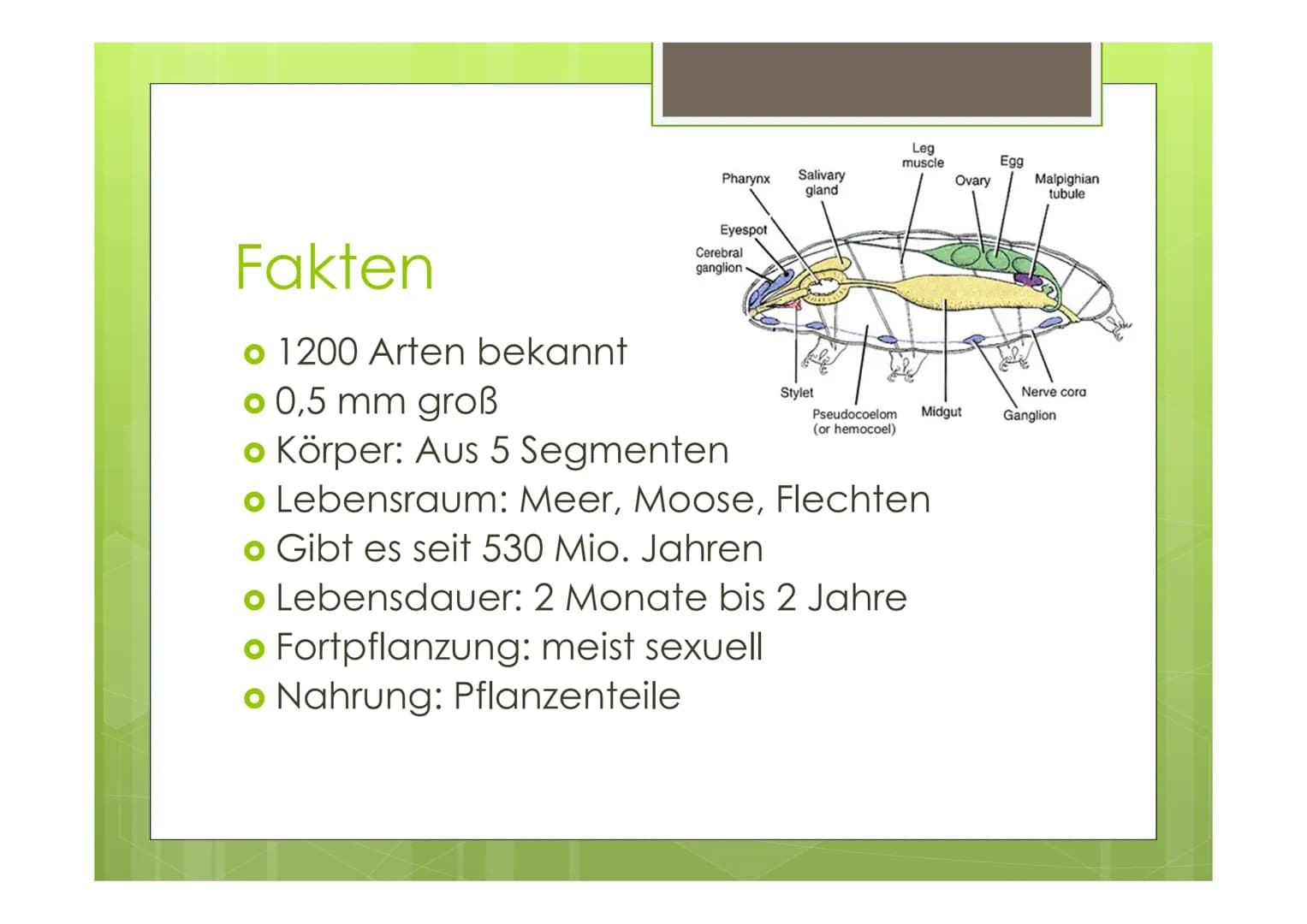 Bärtierchen
(Tardigrada)
von Celina, Janina, Sören Pharynx
Eyespot
Fakten
o 1200 Arten bekannt
o 0,5 mm groß
Körper: Aus 5 Segmenten
Cerebra